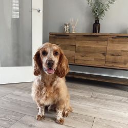 laminate flooring with a deep scratch that needs repairing